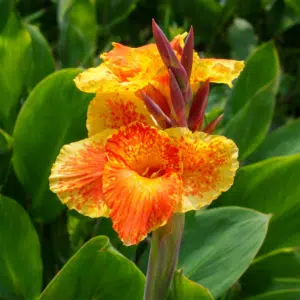 cana indica vermelha amarela