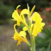 canna indica amarela rara