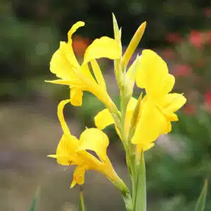 canna indica amarela rara
