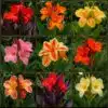 sementes canna indica sortida