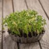 agriao terra microverde soflor