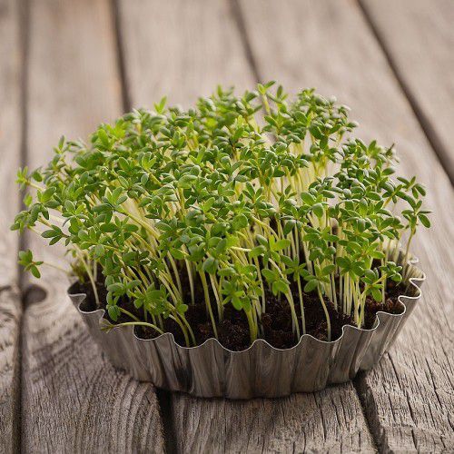 agriao terra microverde soflor
