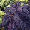 couve kale roxa