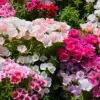 godetia sementes