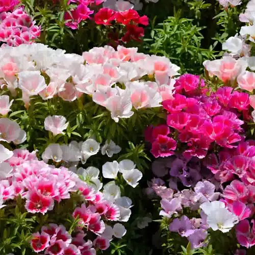 godetia sementes