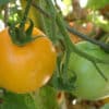 lemon boy tomate na planta