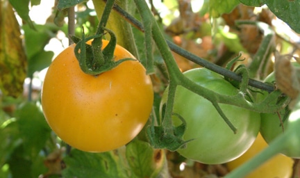 lemon boy tomate na planta