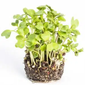 sementes couve mahara microverdes soflor