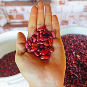 sementes feijao vermelho