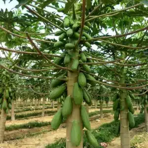 sementes mamao formosa