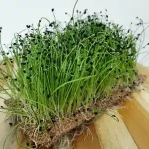 sementes microverde alho poro soflor