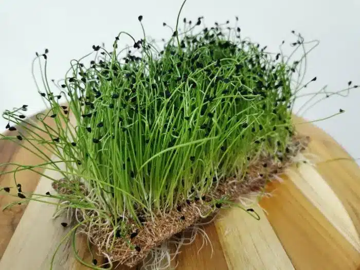 sementes microverde alho poro soflor
