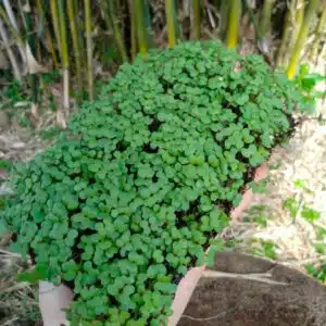 sementes microverde brocolis ramoso soflor