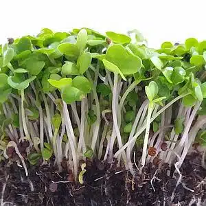 sementes nabo japones microverdes soflor