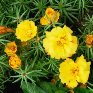 sementes portulaca amarela soflor