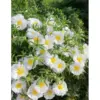 sementes portulaca branca soflor