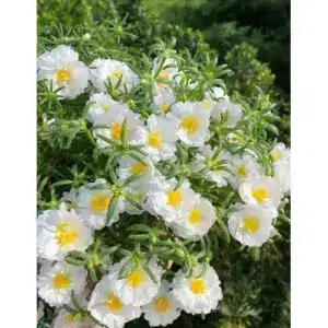 sementes portulaca branca soflor