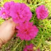 sementes portulaca rosa soflor