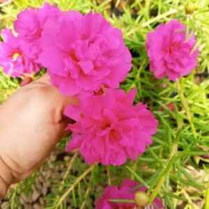 sementes portulaca rosa soflor