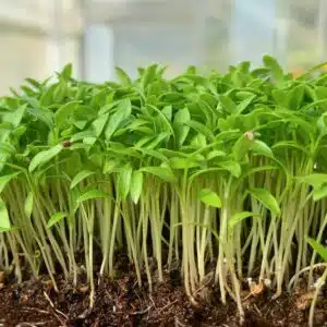 sementes salsa manu microverde rara soflor